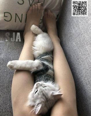 闪亮的军号
